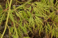 Acer palmatum 'Kaga-sudare'