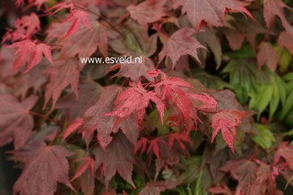 Acer palmatum 'In The Pink'