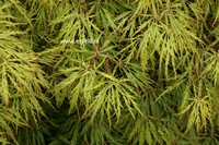 Acer palmatum 'Dissectum Rubrum'