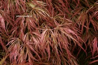 Acer palmatum 'Goshiki-shidare'