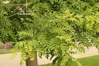 Styphnolobium