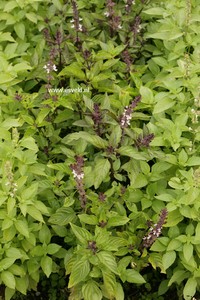 Ocimum
