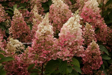 Hydrangea paniculata 'Haopr013' (CANDLELIGHT)