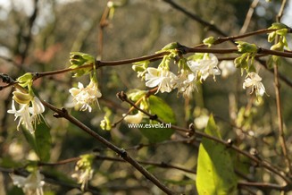 Lonicera fragrantissima