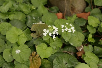 Pachyphragma