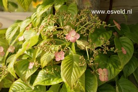 Hydrangea anomala 'Crug Coral'