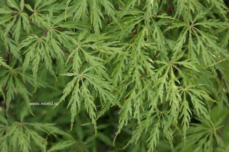 Acer palmatum 'Green Hornet'