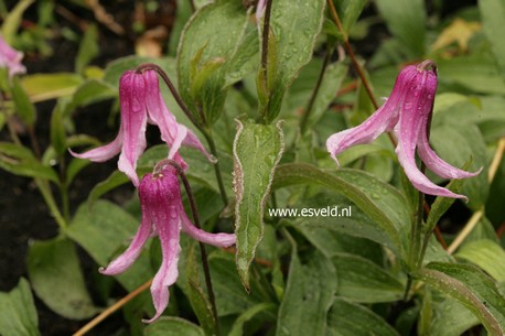 Clematis 'Andante'