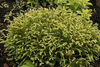 Cryptomeria japonica 'Little Champion'