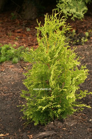 Thuja occidentalis 'Golden Brabant'
