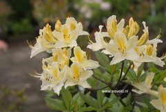 Rhododendron 'Daviesii' (Azalea)