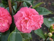 Camellia japonica 'Albertii'