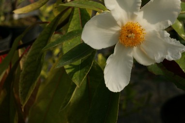 Gordlinia