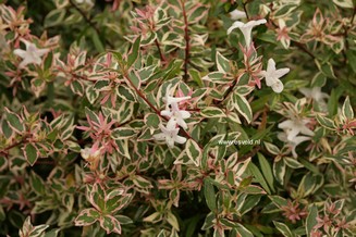 Abelia grandiflora 'Conti' (CONFETTI)