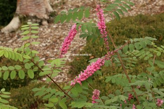 Indigofera amblyantha