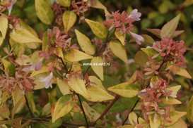 Abelia grandiflora 'Francis Mason'