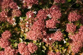 Abelia 'Rose Creek'