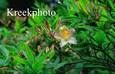 Rhododendron 'Superba' (Azalea)