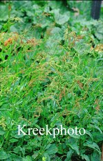 Rumex
