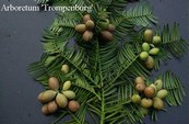 Cephalotaxus