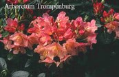 Rhododendron 'Antje'