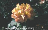 Rhododendron 'Belkanto'