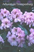 Rhododendron 'Duftauge'