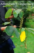 Sinowilsonia