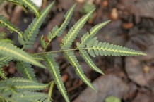 Arachnoides