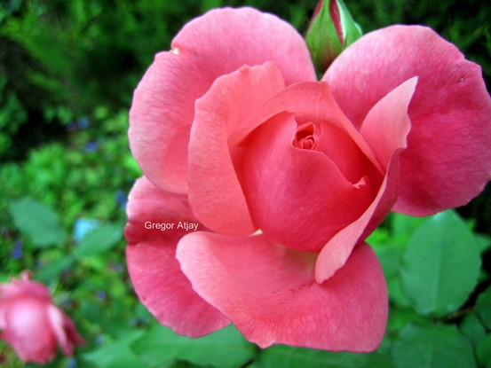 Rosa 'Pernille Poulsen'