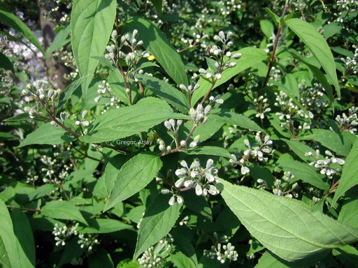 Deutzia magnifica