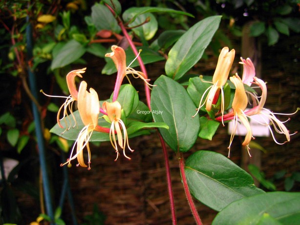Lonicera japonica 'Red World'