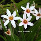 Rhodoxis