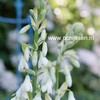 Galtonia