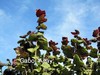 Corylus avellana 'Anny's Compact Red'