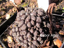 Sauromatum