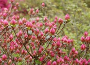 Rhododendron 'Granada' (Azalea)