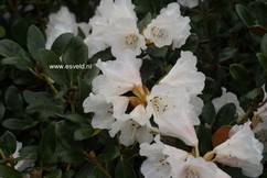 Rhododendron 'Berg's Queen Bee'