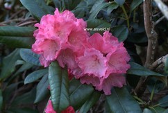 Rhododendron 'Belona'