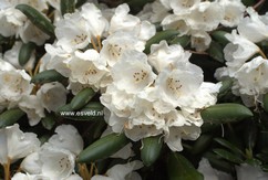 Rhododendron