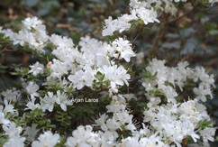 Rhododendron 'Syogetsu' (Azalea)