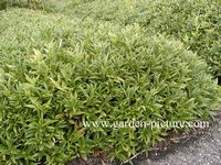 Sarcococca orientalis