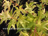 Acer palmatum 'Aureum'