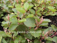 Fallopia