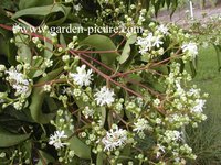 Heptacodium