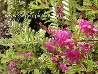 Indigofera heterantha