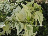 Premna