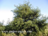 Robinia pseudoacacia 'Coluteoides'