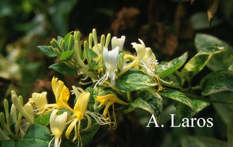 Lonicera 'Sandra'