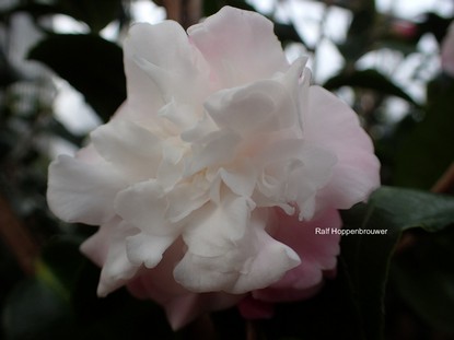 Camellia 'Izumoko'